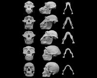 Did violence shape our faces?