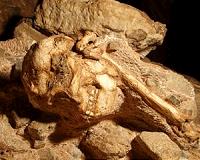 New stratigraphic research makes Little Foot the oldest complete Australopithecus