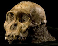 Understanding our early human ancestors: Australopithecus sediba