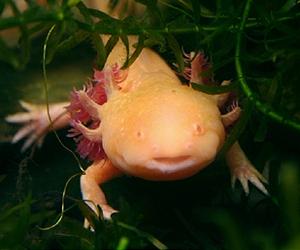 Most vertebrates descended from ancestor with sixth sense