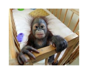 Dozens of primate species on the brink: study