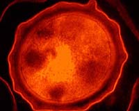 Analysis: Bioterror book warns of hazards