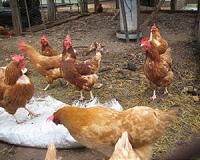 FDA OKs use of transgenic chicken for drug production