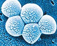 Community-Acquired MRSA Spreads