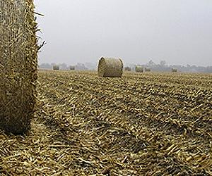 Generating Ethanol from Lignocellulose Possible, But Large Cost Reductions Still Needed