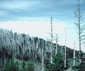 UCSB Study Shows Forest Insects and Diseases Arrive in U.S. Via Imported Plants