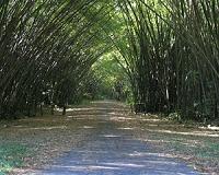 SRNL Assesses Bamboo Crop