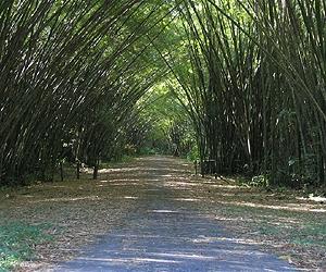 Bamboo points way to green construction in Indonesia's Bali