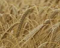 Scientists sequence genome of 6,000-year-old barley