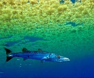 Warming temperatures cause aquatic animals to shrink the most
