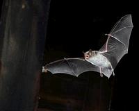 Bat flight inspires micro air vehicle design