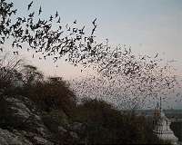 Long-lived bats could hold secrets to mammal longevity