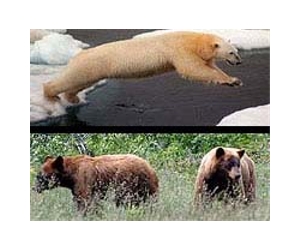 Canadian bear a grizzly-polar cross breed