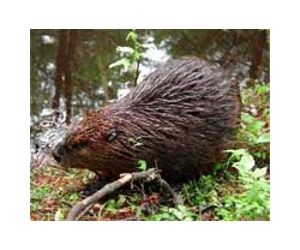 Beavers blamed in deadly Poland floods: minister