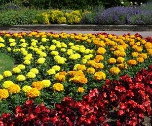 Can Bedding Plants Thrive With Recyled Water