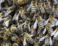 Bee populations face another threat: aluminum