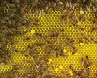 Urban Bees Using Plastic to Build Hives