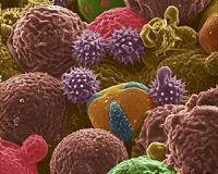 From allergens to anodes: Pollen derived battery electrodes
