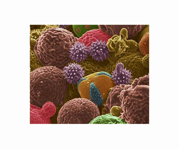 Longer exposure, more pollen: climate change worsens allergies