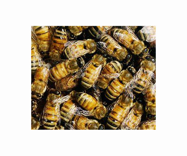 What a buzz: saving Malaysia's bees, one nest at a time