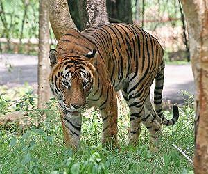 Thais hunt for killer tiger after second deadly attack