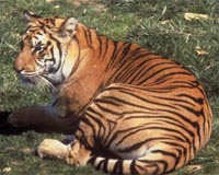 Experts plea for global action to save tigers