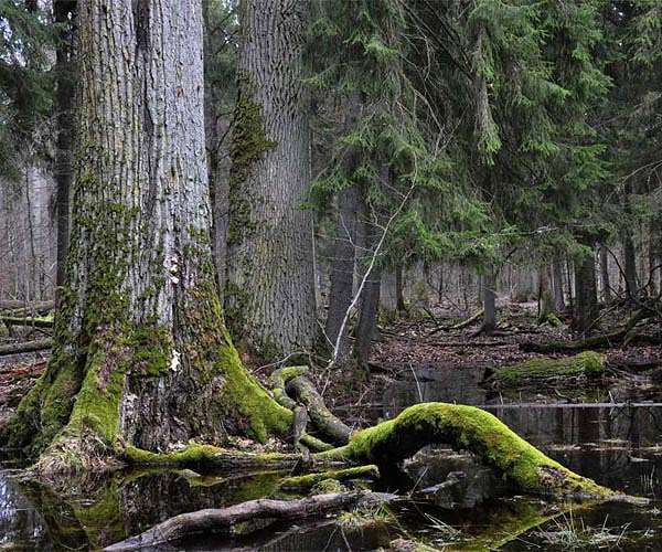 Brussels warns Warsaw over ancient forest