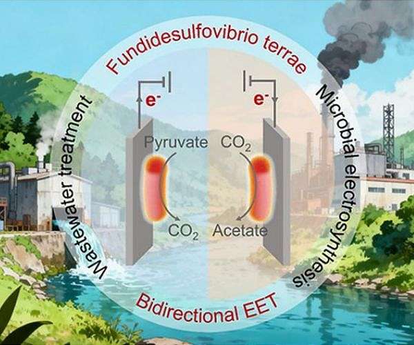 Soil microbe turns carbon dioxide into acetate using electricity