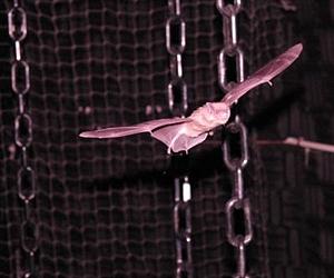 How Bats Avoid Collisions