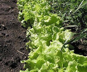 Gene discovery may yield lettuce that will sprout in hot weather