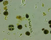 Phytoplankton like it hot