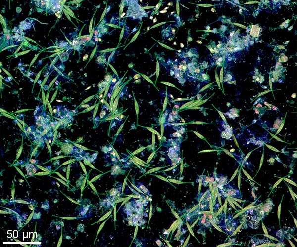 UC San Diego Scientists Unveil Plant-Based Polymers that Biodegrade Microplastics in Months