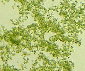 U of M scientists solve major piece in the origin of biological complexity