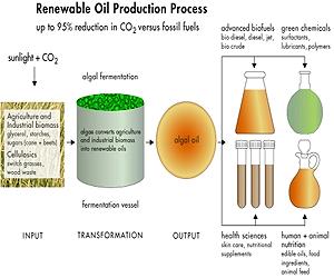 Biofuels Digest Readers Rank Strongest Drivers For Biofuel Industry In 2011