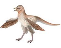 Winged flight may be an accident of evolution