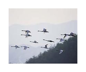 Novel technology reveals aerodynamics of birds flying in a V-formation