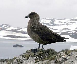Where Antarctic predatory seabirds overwinter