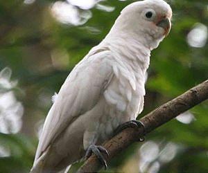 Cockatoo 'can make its own tools'