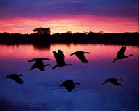 Radar counts 2 billion birds migrating across the Gulf of Mexico