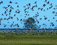 Dutch scientists probing mystery of mass bird deaths
