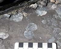 Fossil site shows impact of early Jurassic's low oxygen oceans