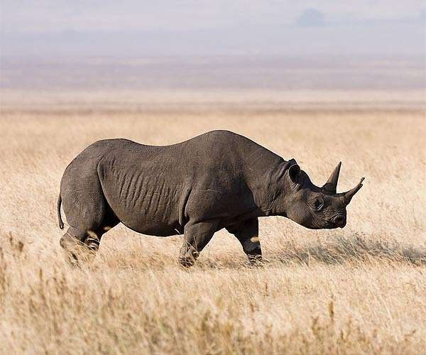 'Rhino bond' charges onto markets to save S. African animals
