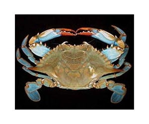 Blue Crab Research May Help Chesapeake Bay Watermen Improve Soft Shell Harvest
