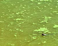 New Sources Of Biofuel To Take Pressure Off Traditional Crops