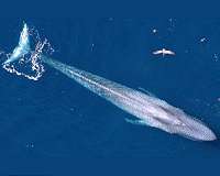 Paleontologists identify extinction event among marine megafauna