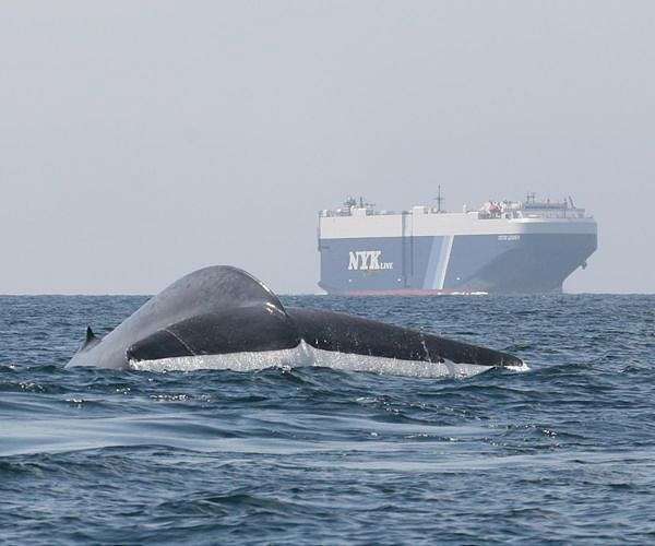 Researchers paint a global picture of whale-ship collision risk