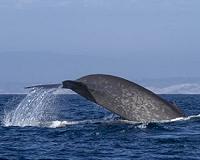 Blue whale sighted in Red Sea for first time: Egypt