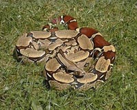 USGS warns of giant invasive snakes