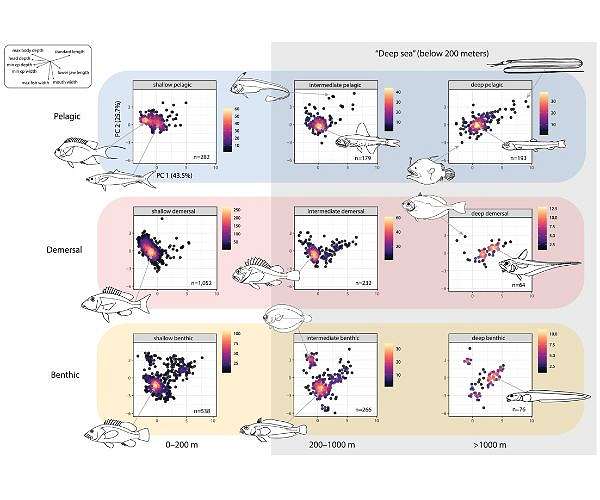 How fishes of the deep sea have evolved into different shapes