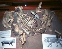 Life history of ancient mammal relatives provides insight on survival tactics